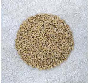 Насіння пшениці озимої Яліта, супер еліта