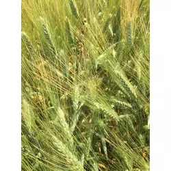 Насіння пшениці ярої твердої Жізель, перша репродукція