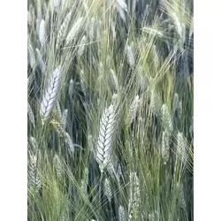 Насіння пшениці ярої твердої Деміра , супер еліта