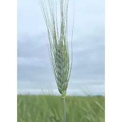 Насіння пшениці твердої, ярої Харківська 39, супер еліта