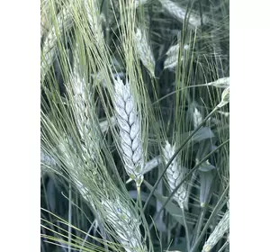 Пшениця яра Меіса, супер еліта