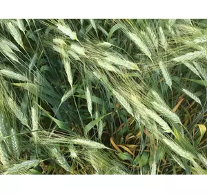 Насіння пшениці ярої твердої МІП Магдалена, 1 репродукція