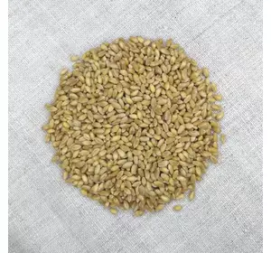 Насіння пшениці ярої твердої Чадо, еліта