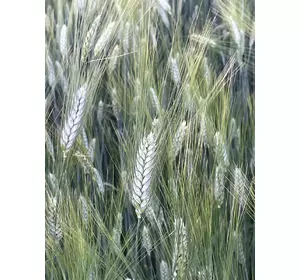 Насіння пшениці ярої твердої Деміра , супер еліта