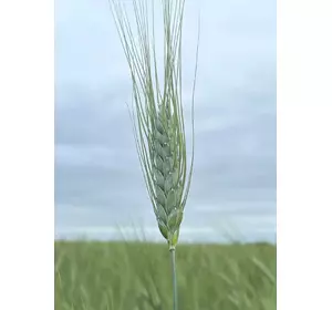 Насіння пшениці твердої, ярої Харківська 39, супер еліта