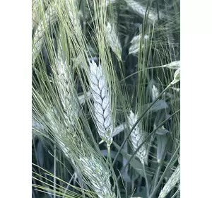 Пшениця яра Меіса, еліта