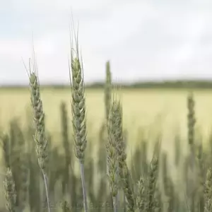 Пшениця яра м'яка